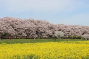 桜　菜の花　関東